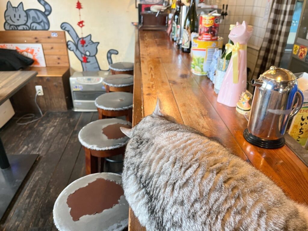 カウンター席で寝る猫